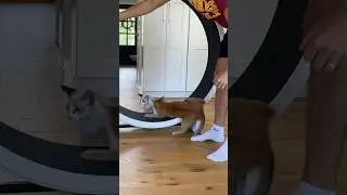 My cats take on an exercise wheel 😂