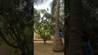 #climbingcoconuttree #learningwithnature #tribalvillage #Shashwatvidya