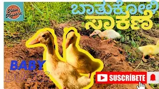 ಒಂದು ಜೋಡಿ ಬಾತು ಕೋಳಿ ಸಾಕಾಣಿಕೆ ಮಾಡಿದ್ದೆನೆ ನೋಡಿ 300 ರೂ ಜೋಡಿ #duckcute #mysuru #farming