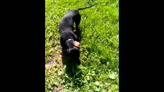 louzy dog