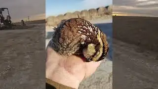 Kansas Quail Hunting Dec 2021 Part 1