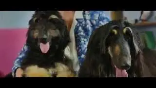 PURINA&reg; PRO PLAN&reg; Changes Lives: Roberta Hall's Testimonial