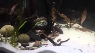geophagus steindachneri red hump -2cm