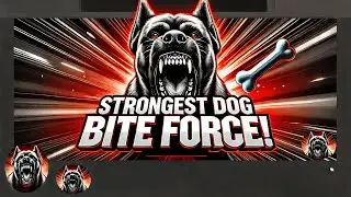 Strongest Bite Force Of Dogs Breeds |Comparison