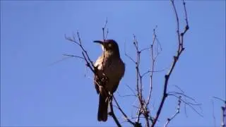 Curved Bill Thrasher 1 17 17