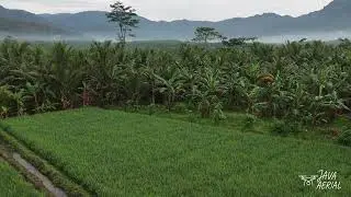 Peaceful Relaxation Music 🌿 Aerial Rice Field Scenery | 1 Hour | Aerial View | Java Aerial