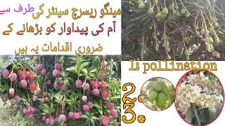 Mango Research Center Guidelines for Better Production of Mango  Crop