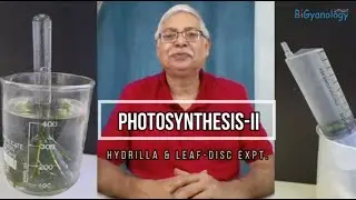 Фотосинтез II &ndash; Эксперимент с гидриллой и листовыми дисками.