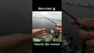 fish in singapore #fishingtechniques #fish #fishing #singapore #singaporefishing #jigging #pelagic