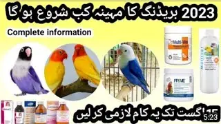 love bird breeding season start | 2023 | love bird information | 🐦❤️
