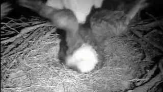 Decorah Eagles ~ Owl Harasses and Jumps On Mom In The Middle Of The Night 02-25-2014