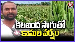 Farmer Gets High Profits Aloe Vera Cultivation In Nalgonda | V6 News