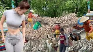 Full Video: 300km Epic Duck Migration by Boat and Truck to a Thrilling New Feeding Land in Vietnam