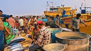 Vizag biggest fishing harbour sunday morning live market 15/02/2026