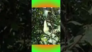 pears.mov