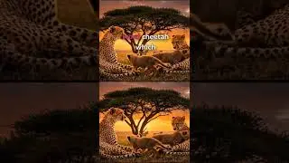 Cheetah Cubs & Zebra Stripes: Amazing Facts!