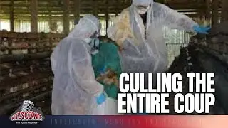 Mass Poultry Culling in Canada: Avian Flu or Something More Sinister?