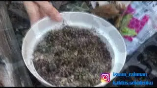 Proses Penanaman Bibit Ownroot Kaktus gymno #kaktus.sekulenku 2022