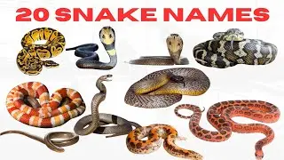 Learn 2O Snake Names for Kids | Fun &Educational Animal Video for Preschooland  in English and Urdu 