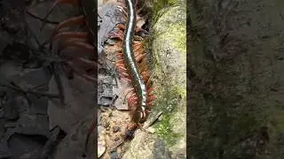 Pacific Giant Centipede in Sumatra #sumatra #bukitlawang #rainforest #jungle #centipede #arthropods