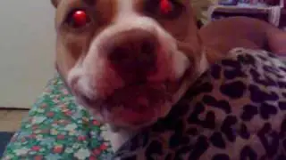 Very Angry Pitbull from hell