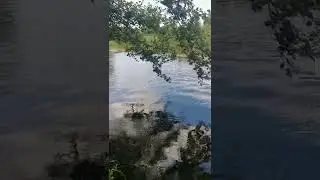 Svir river🌀. Water sounds💧. Windy🌫️🌪️. Беларусь. Свирская речка.