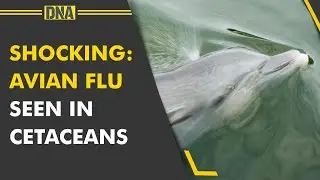 First time ever, Dolphin, porpoise avian flu is seen in cetaceans