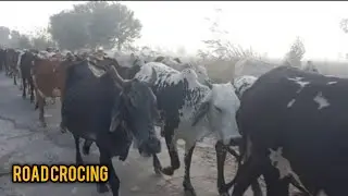 Most beautiful ravoid black buffalo road crocing #shortvideo #cattles #bull #long#cow