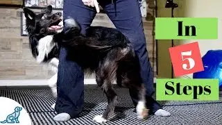How To Teach Your Dog To Weave Through Your Legs - Professional Dog Training Tips
