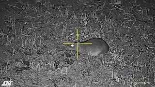 Farm yard rat shooting