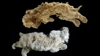SN - Analysis of ancient cave lion cubs discovered in Siberian tundra