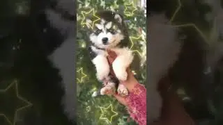 Show Quality  Husky Puppies 🤩 Surat, Gujarat 🐾 All India Delivery   📞6352527549