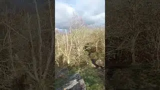 Whitwick Woods. Charnwood Forest. 🌳🌳🌳. Days out with Dawkins and Kearney. 🚶&zwj;♂️🐕