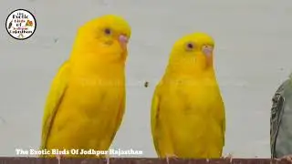 What Is This Disease In Budgies / budgies parrots disease treatment