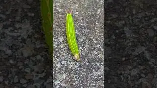 Come And See The Worm Dance