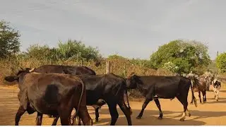 Saindo de casa até a feira do Gado de Rompe Gibão em Estrela de Alagoas. AL. 18.01.2026