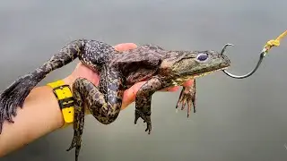 Гигантские лягушки в качестве приманки!