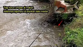 FULL STRIKE!!! MANCING NILEM UMPAN MENDOAN STRIKE BERTUBI TUBI!! 