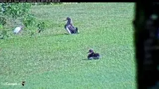 Four Chicks Within Range of Albatross Cam &ndash; June 7, 2017