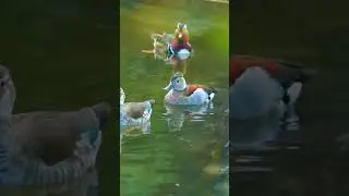 Graceful Ringed Teal Duck 🦆 | Exquisite Bird Short 🌿