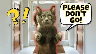 8 Signs of Separation Anxiety in Cats (& How to Help Them)