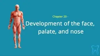 Anatomy Test - development of the face, palate, and nose (Chapter 20)