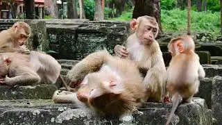 Nice family monkey