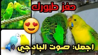 صوت البادجي المحفّز | تفاعل مذهل بين الطيور 😍