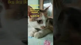 Iku Iku Iku Bersholawat Bareng Anabul 🐱@nurkholidahcht9600 #kucing #ruqyah #hipnotherapy #shorts