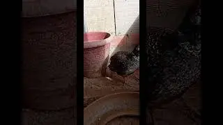 Atualiza&ccedil;&atilde;o das mini galinhas sedosas,e poloneses e Fais&atilde;os