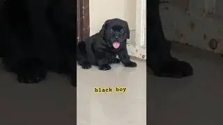 🐾 Adorable Black Lab Male Puppy | Ready For New Home #labrador #labradorlovers