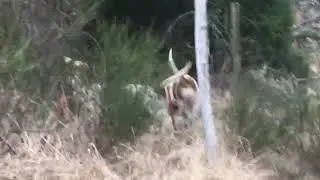 chien d' artois hunt 3
