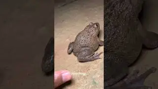Funny frog cathing 😱 wep wep cathing frog 😃😃#funnyshorts