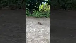 birds eating grains